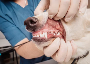 no-sedation teeth cleaning