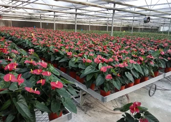 China Top Jensen Wood Chippers Factory