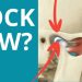 Locked Jaw