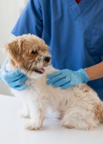 Pet Vaccination