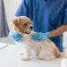 Pet Vaccination